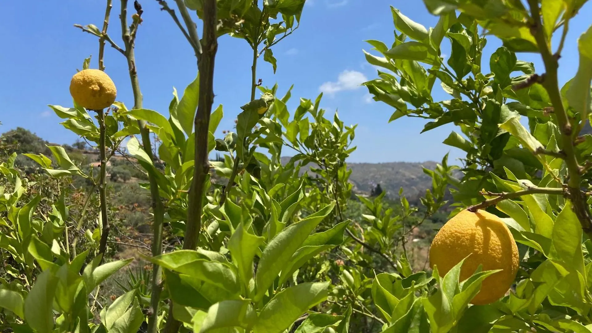 Casa Citron Βίλα Μάλαγα Σπίτι διακοπών